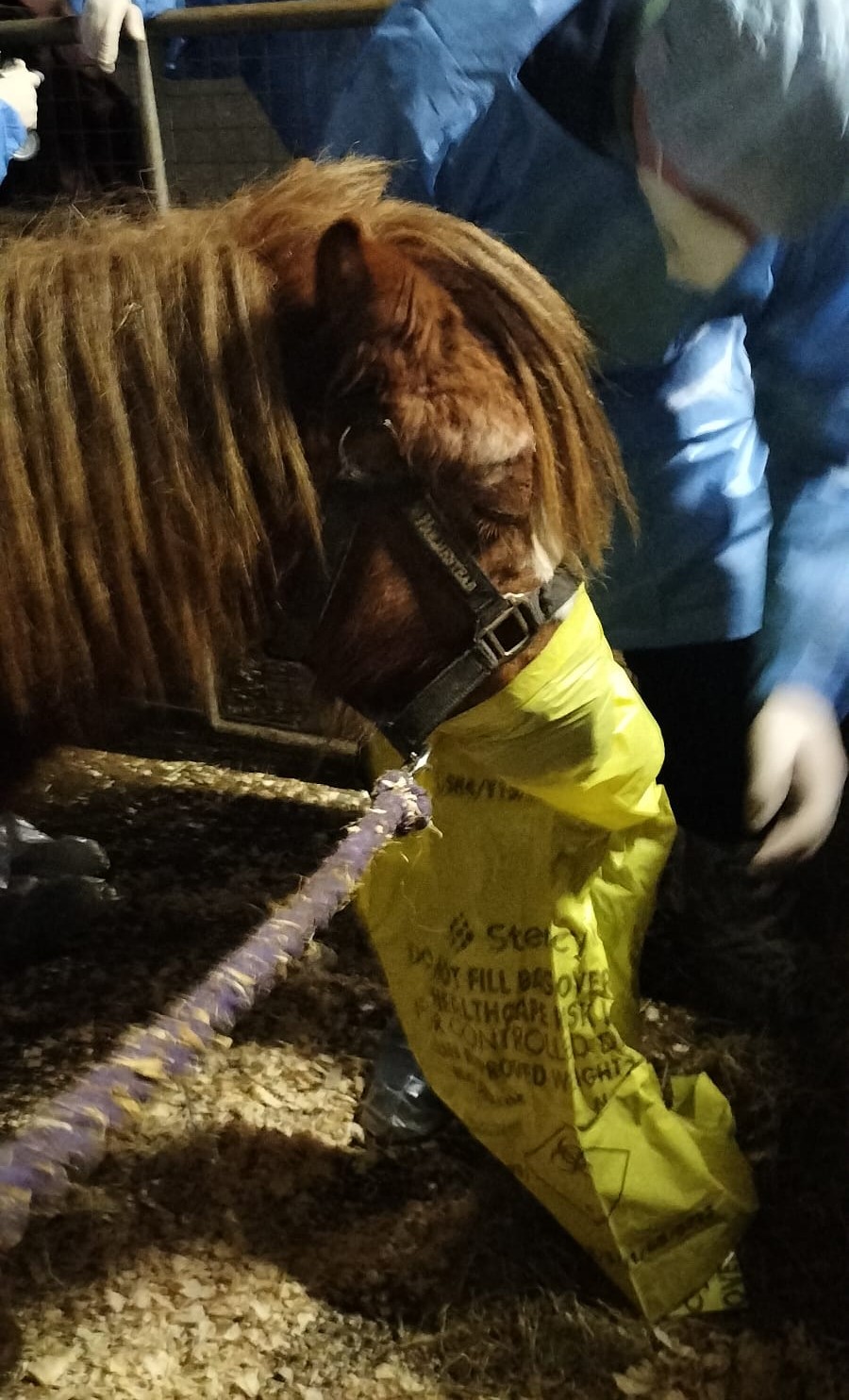 Pin by linny 1 on Shetland pony  Miniature shetland pony, Horses, Miniature  ponies